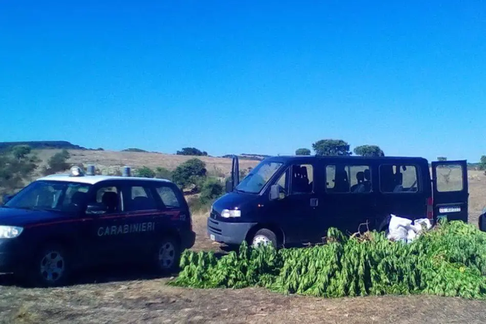 la piantagione di cannabis sequestrata dai carabinieri (foto Gloria Calvi)