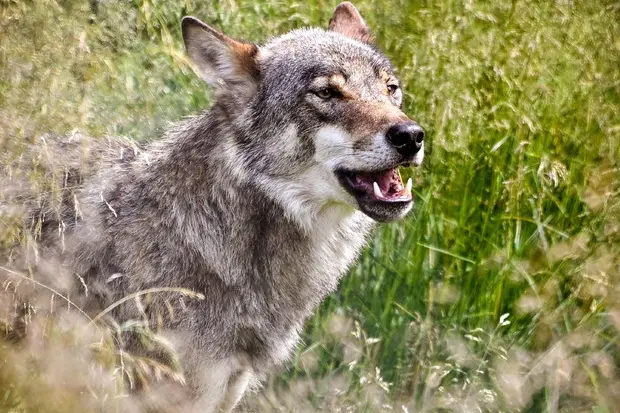 Un lupo, immagine simbolo (Ansa)