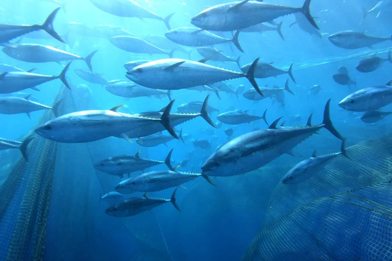 Un banco di tonni (L'Unione Sarda)