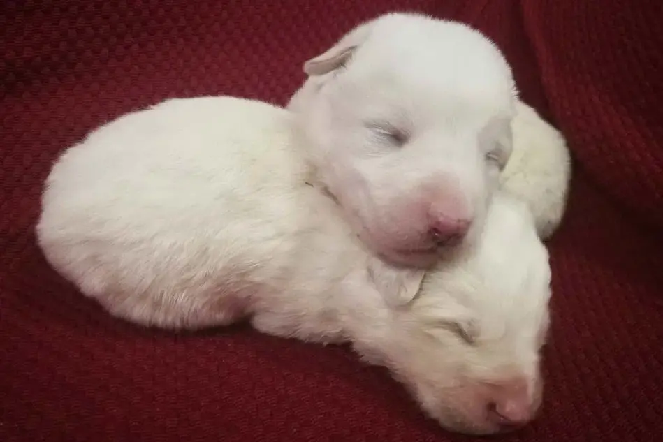 I due cuccioli sopravvissuti (L'Unione Sarda - Scano)