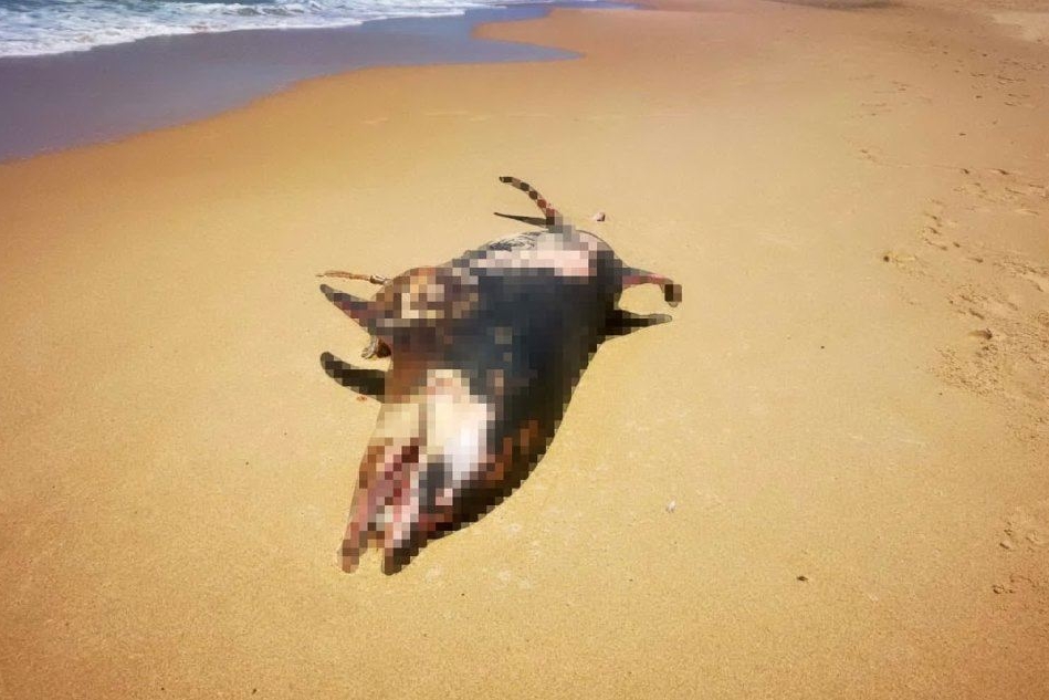Il delfino morto (foto Cesarano)