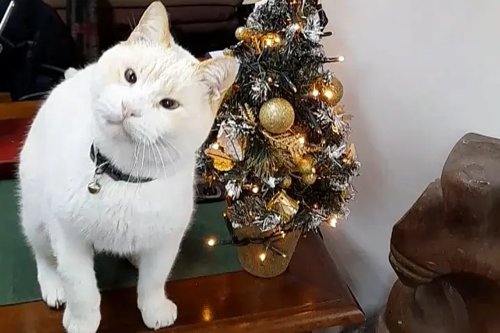Tanti auguri da Romeo, alias Biancone!