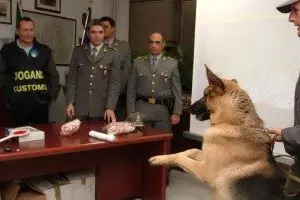 Un sequestro di cocaina: foto d'archivio