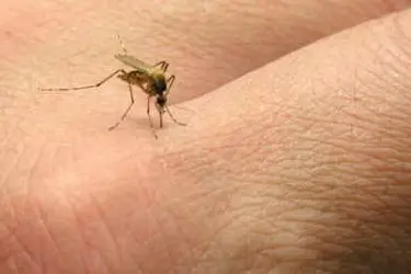 UNA ZANZARA - FOTO SIMBOLO