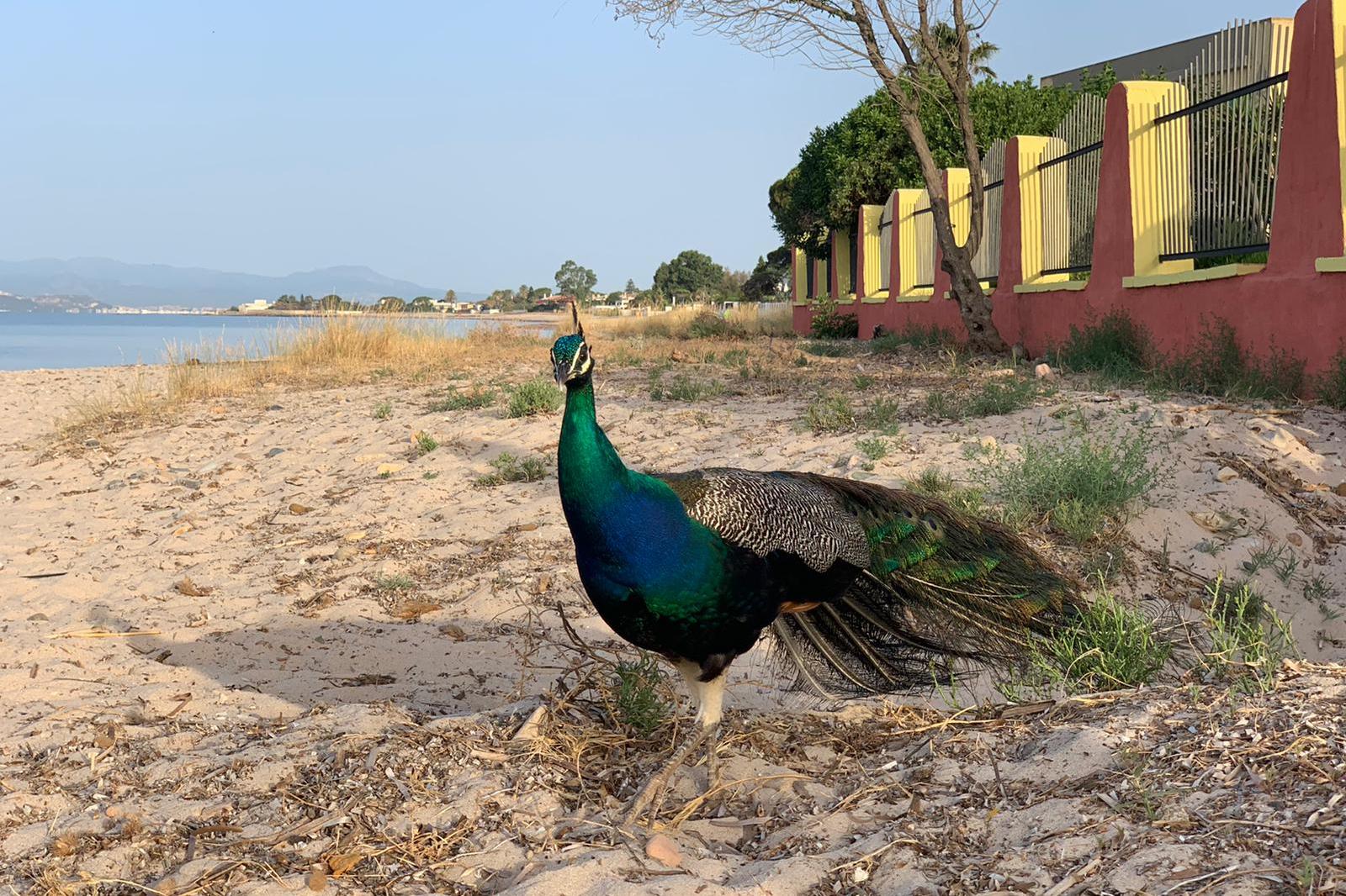 Il pavone in spiaggia (foto Daga)