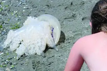 Una medusa in spiaggia
