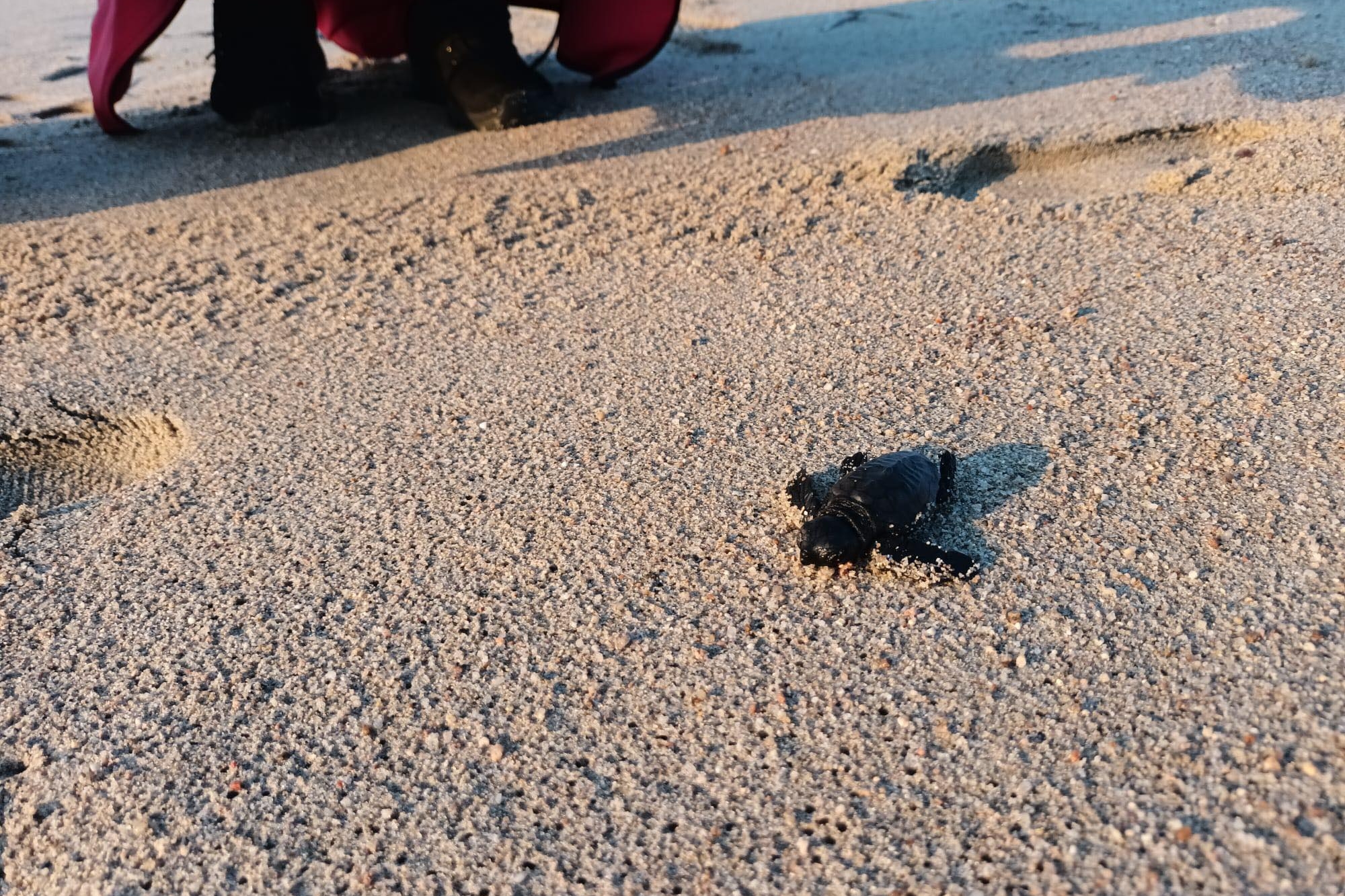 Tortolì, il lieto evento nella spiaggia di S'Orologiu: nate le prime tartarughine