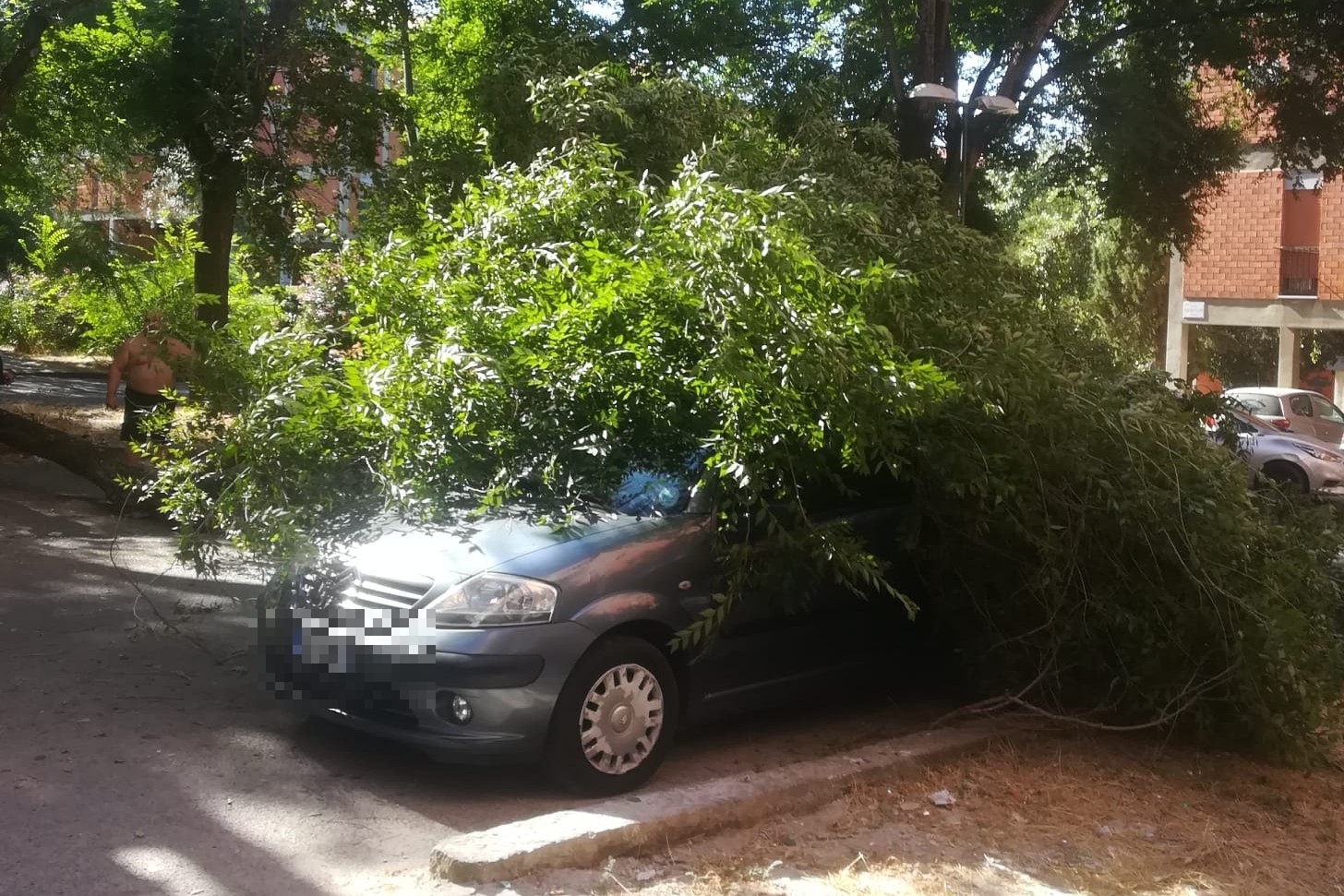 L'albero crollato a Sassari (L'Unione Sarda - Tellini)