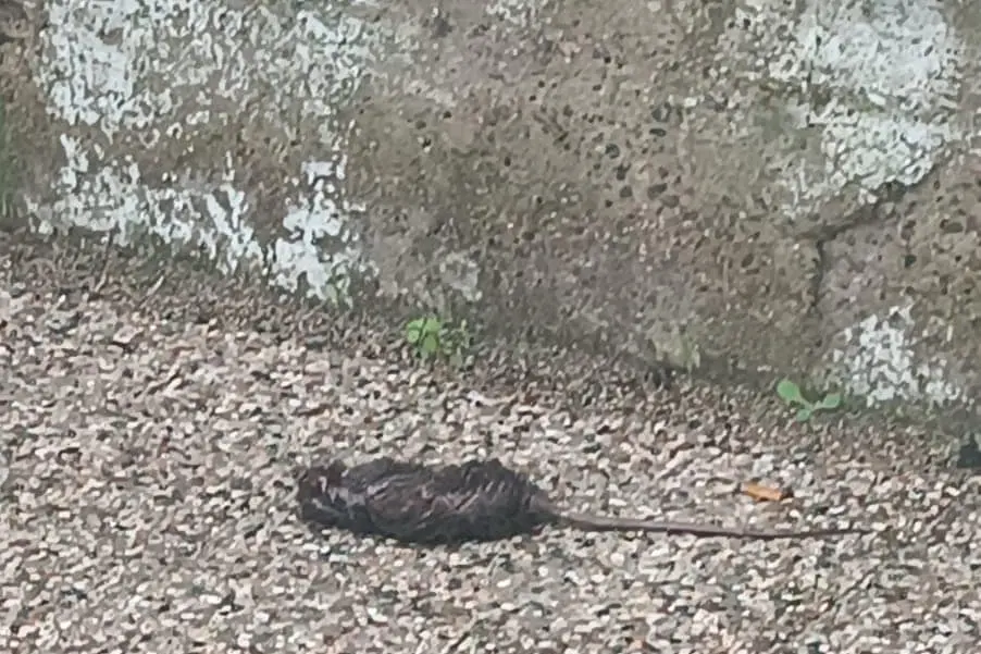 Il topo nel cortile della scuola primaria di via Paganini a San Gavino Monreale (foto Pittau)