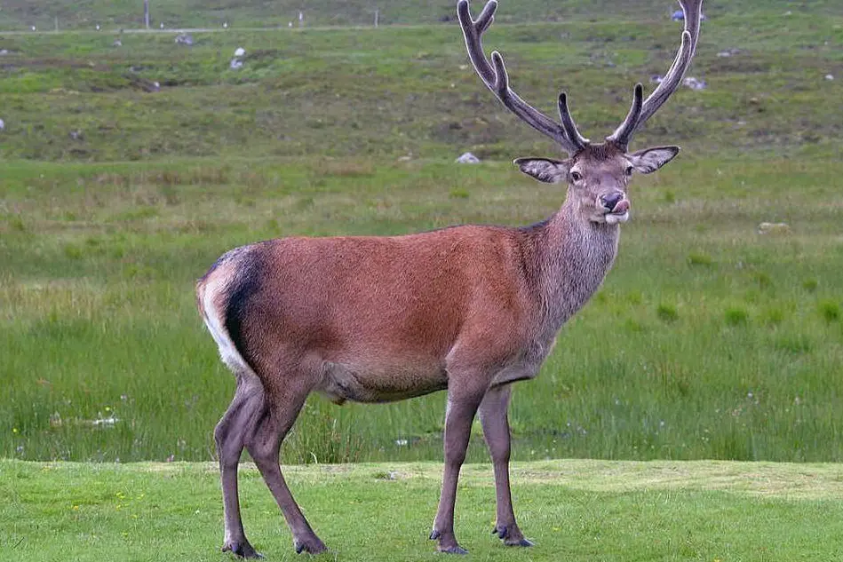 Un cervo (foto Wikipedia)