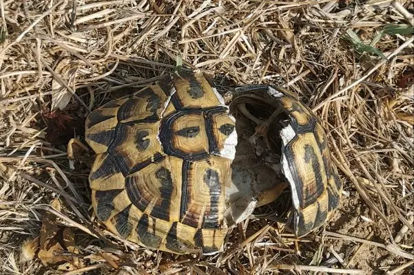Tartaruga vittima del taglia erba (foto Pala)