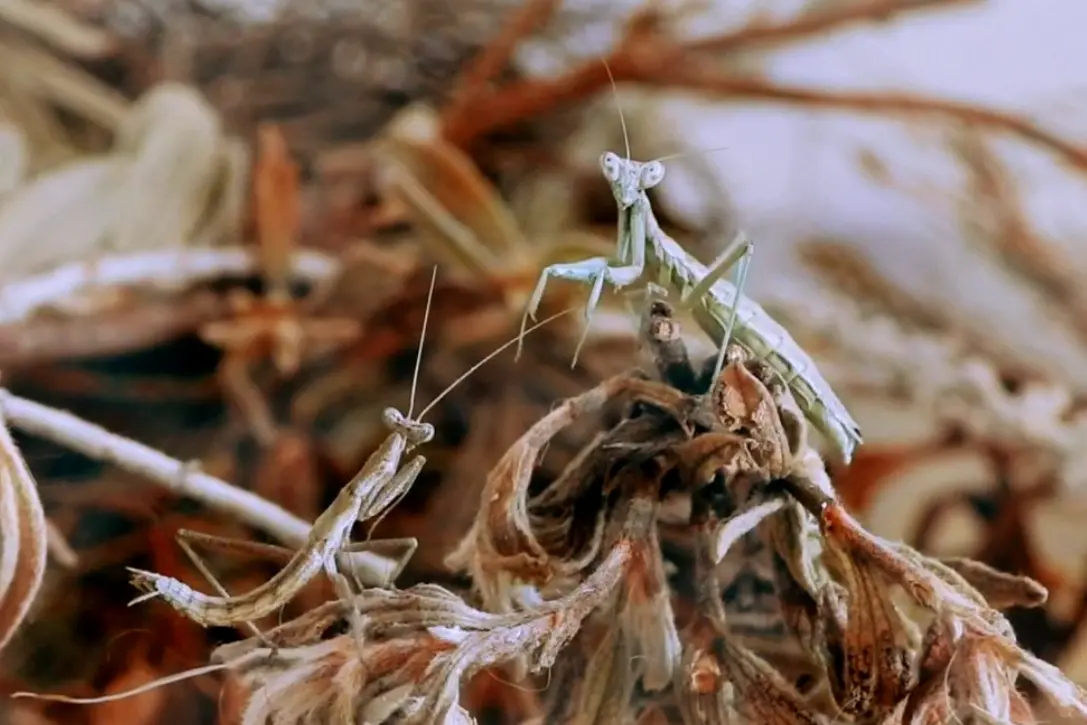 La mantide sarda a coda di serpente (dal profilo Facebook del ricerctatore Roberto Battiston)