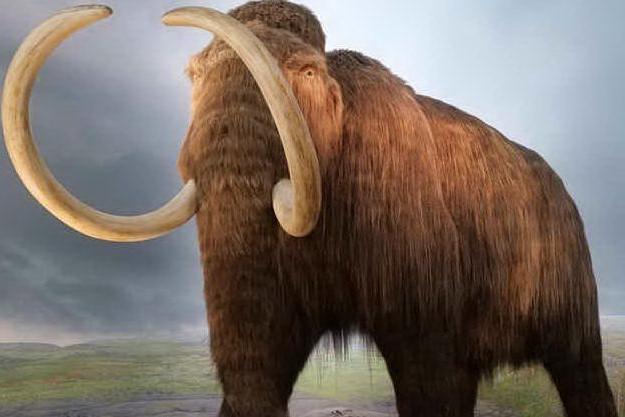 Riproduzione di un mammut (foto wikimedia commons via @Ansa)