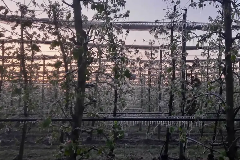 Una gelata, immagine simbolo (Ansa)