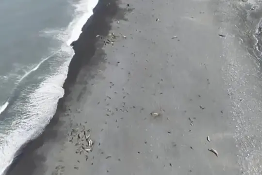Strage di 13.000 cuccioli elefante marino alle isole Heard e McDonald