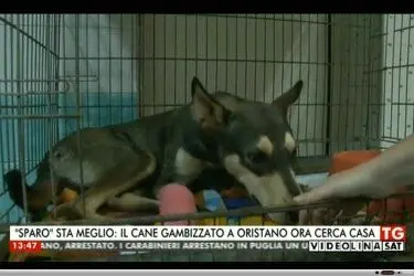 Il cagnolino gambizzato