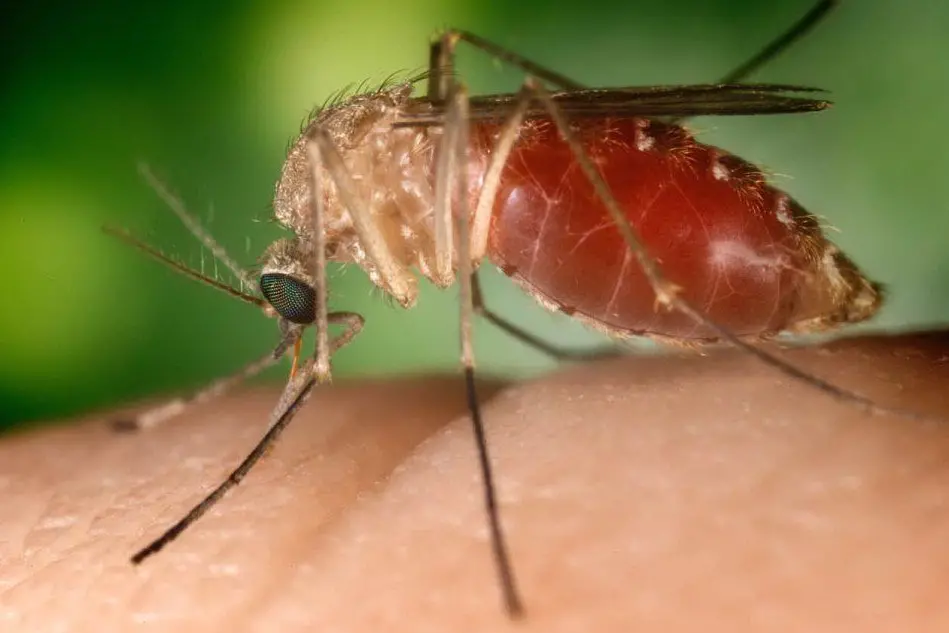 Il virus viene trasmesso all'uomo dalle zanzare (foto Ansa)