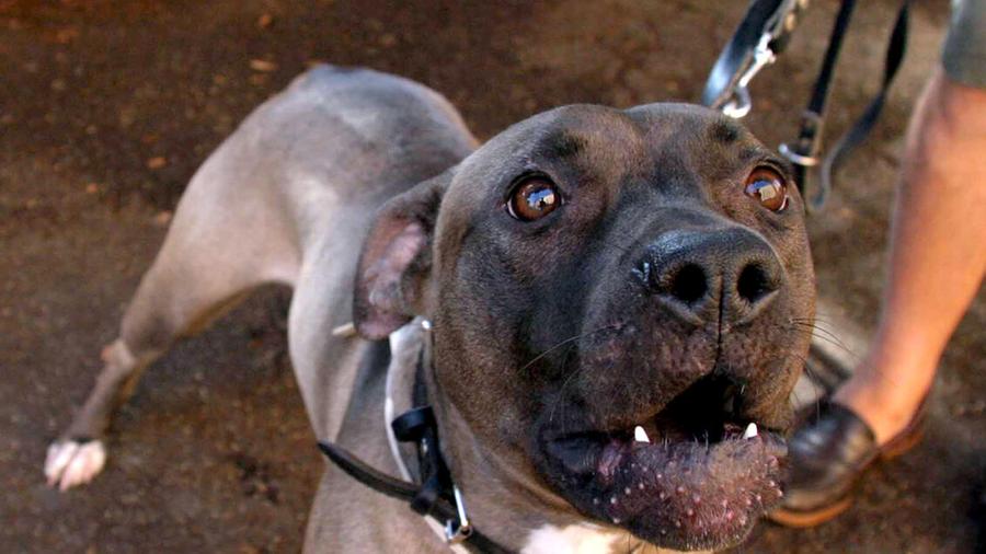 Strage in un ovile a Sinnai: due pitbull azzannano trenta capre