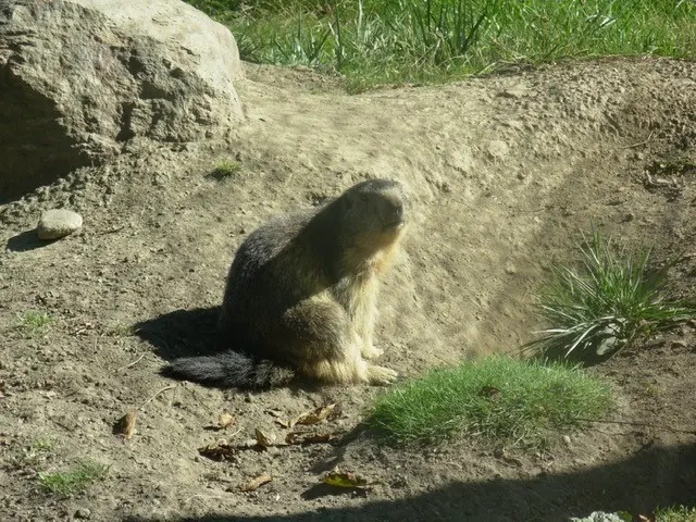 La marmotta è uno degli animali più facili da incontrare nel parco (foto G. O.)