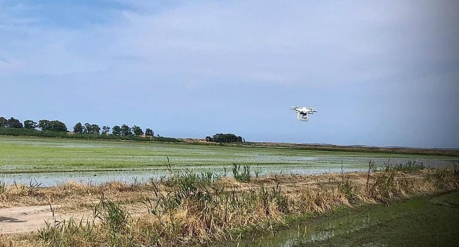 Oristano, prezzi in calo per il riso ma le aziende puntano sull'innovazione: semina con il drone