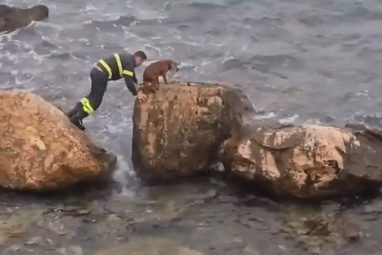 L'intervento di soccorso dei vigili del fuoco (foto Pala)