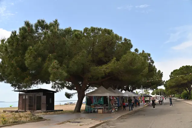 I pini sul lungomare di Torre Grande (L'Unione Sarda)