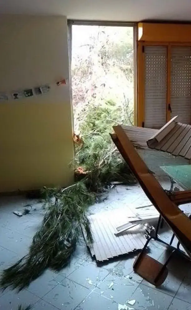 Il ramo di pino (foto Pittau)