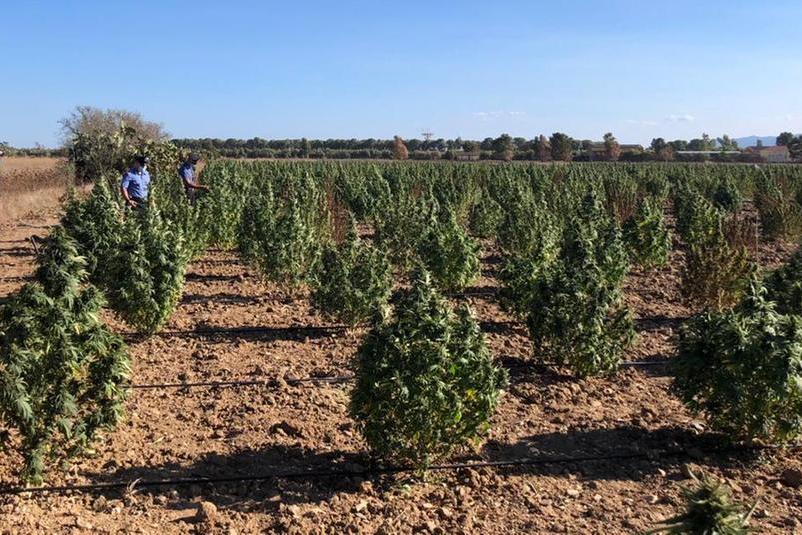 A Villasor 5.300 piante di marijuana: tre agricoltori in carcere