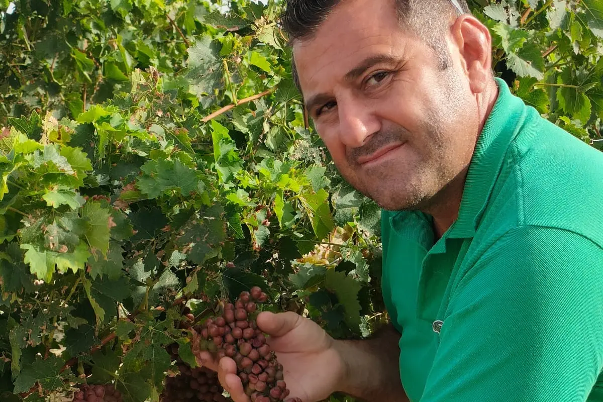 Francesco Serra con un grappolo d'uva in putrefazione (foto A. Serreli)