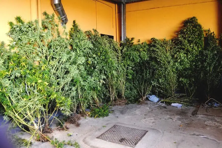 La serra preparata per coltivare la marijuana
