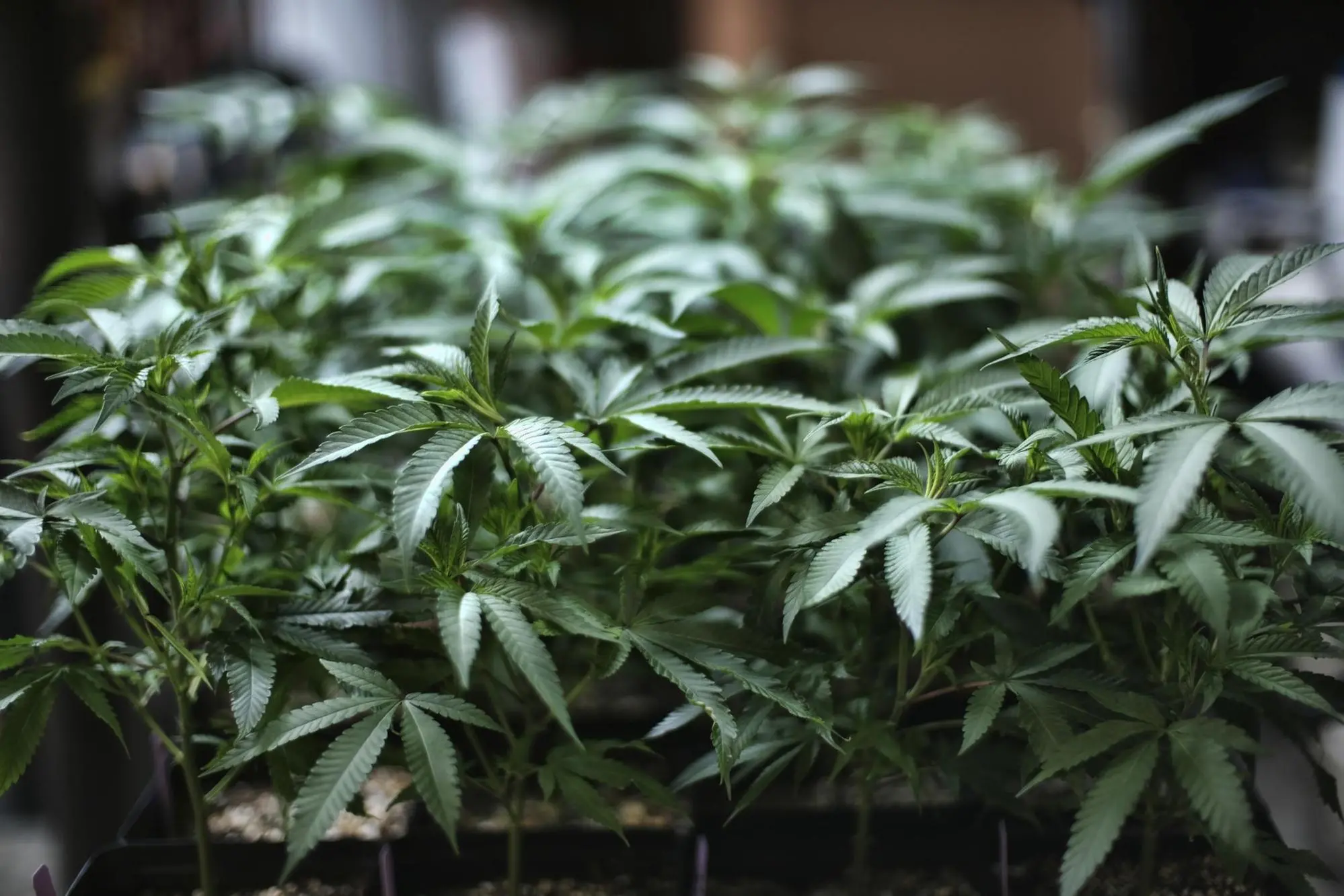 (FILE) In this Aug. 15, 2019 file photo marijuana grows at an indoor cannabis grow in Gardena, Calif. (ANSA/AP Photo/Richard Vogel,File) [CopyrightNotice: Copyright 2019 The Associated Press. All rights reserved.]
