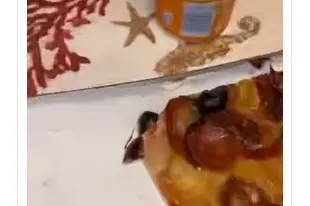 Lo scatto con la blatta