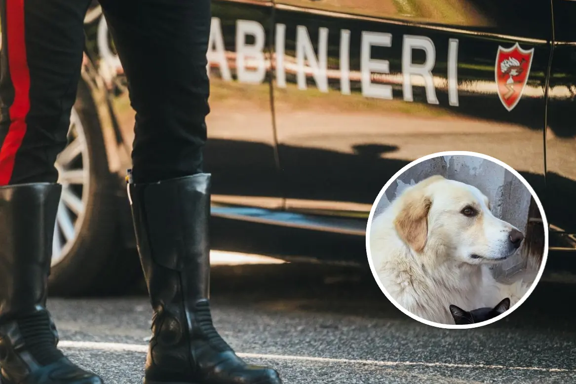 Nel cerchio il cane Zeus