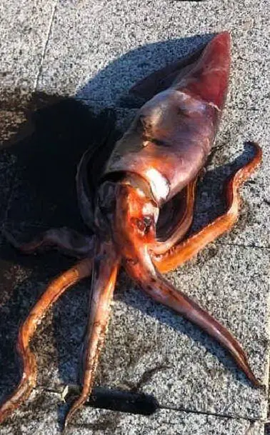 Il calamaro (L'Unione Sarda - Pala)