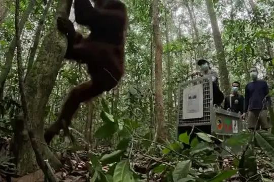 Indonesia, rilasciati nella foresta otto onanghi salvati dagli incendi
