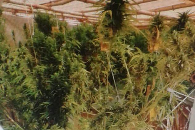 Santadi, due serre di marijuana nel cortile di casa: 40enne in manette