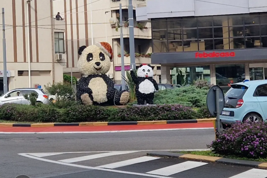 I due panda in viale colombo (g. da.)