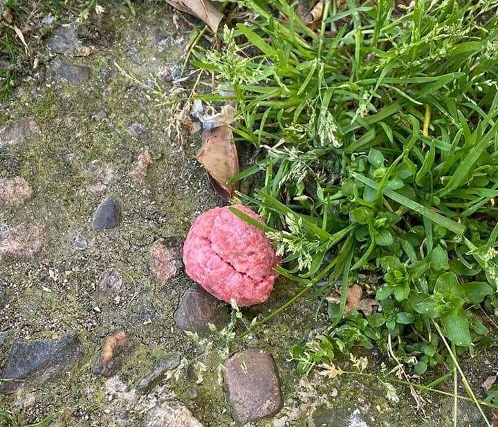 Selargius, allarme bocconcini avvelenati nel parco