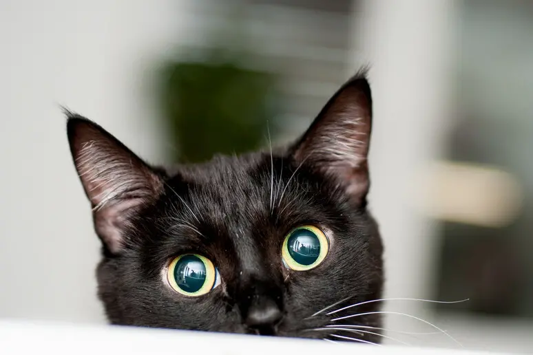 Un gatto nero (Ansa)