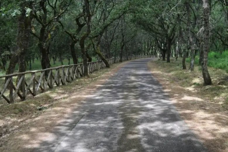 Il bosco del monte di Sant'Antonio