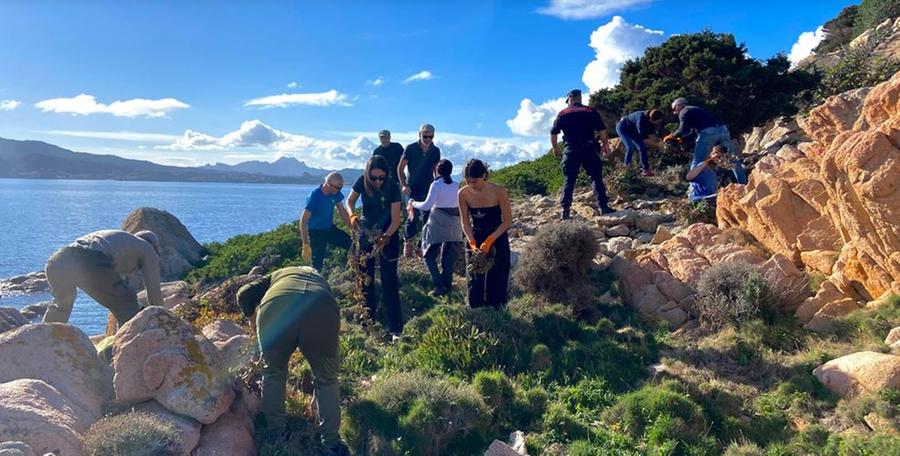 Caprera, piante di Limonium al posto dell’invasivo Fico degli Ottentotti