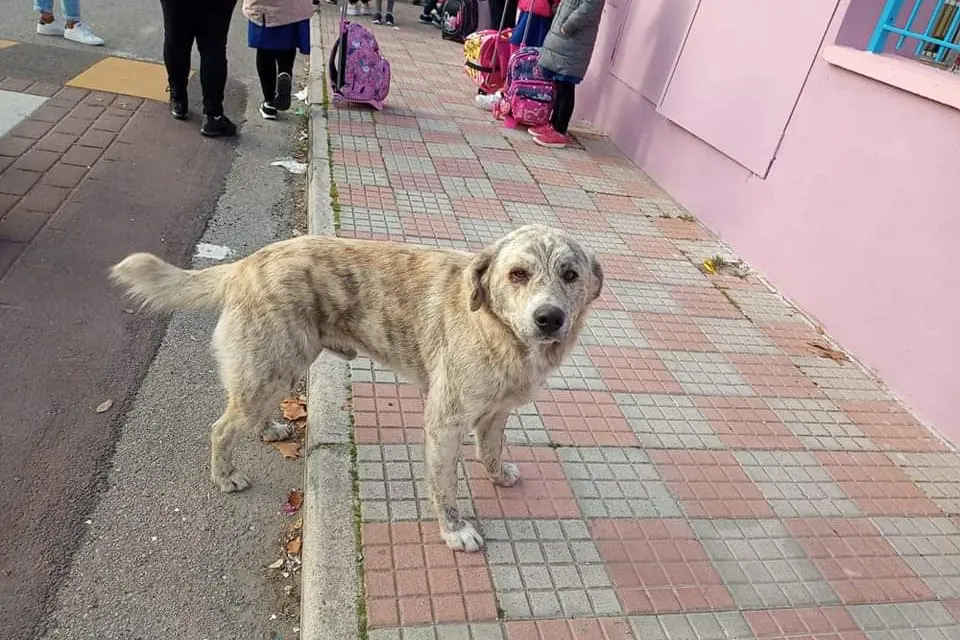 Suelli, il cane Poldo (archivio L'Unione Sarda)