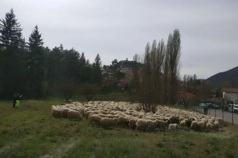 Un gregge