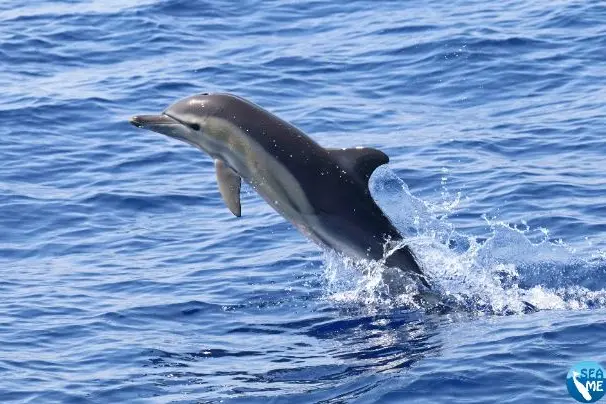 Delfini comuni nel Canyon di Castelsardo (foto concessa)
