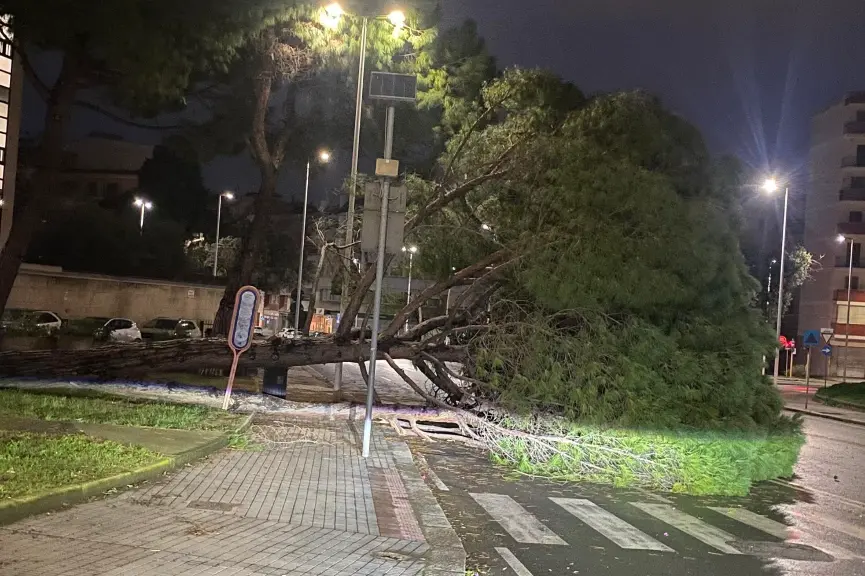 L'albero crollato in piazza Padre Pio