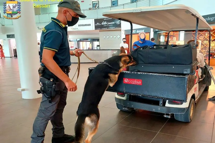 Il cane Grizzly in azione (foto GdF)