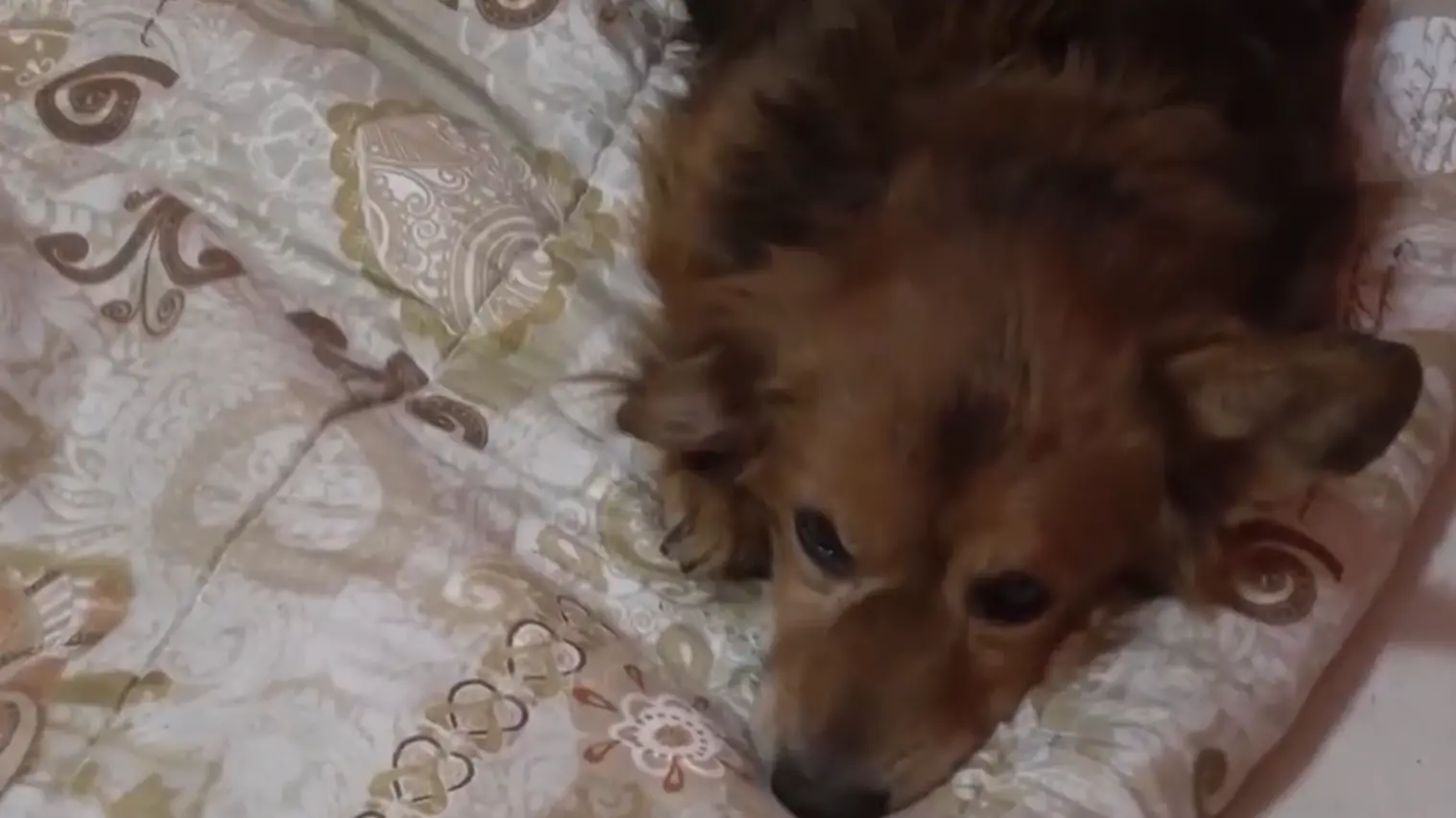 Sassari: sta meglio Napoleone, il cane che ha vegliato per giorni il ...