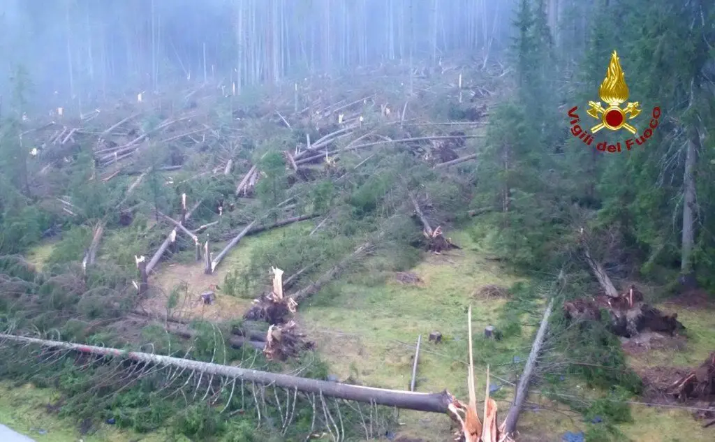 Un'intera foresta rasa al suolo a San Pietro in Cadore