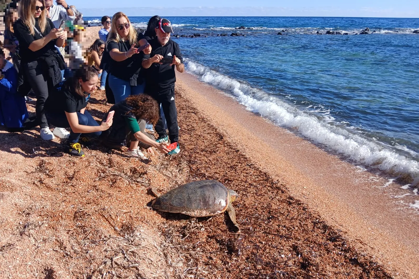Il momento della liberazione della Caretta caretta a Cala Gonone (foto Acquario di Cala Gonone)