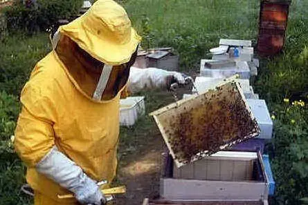 Un apicoltore